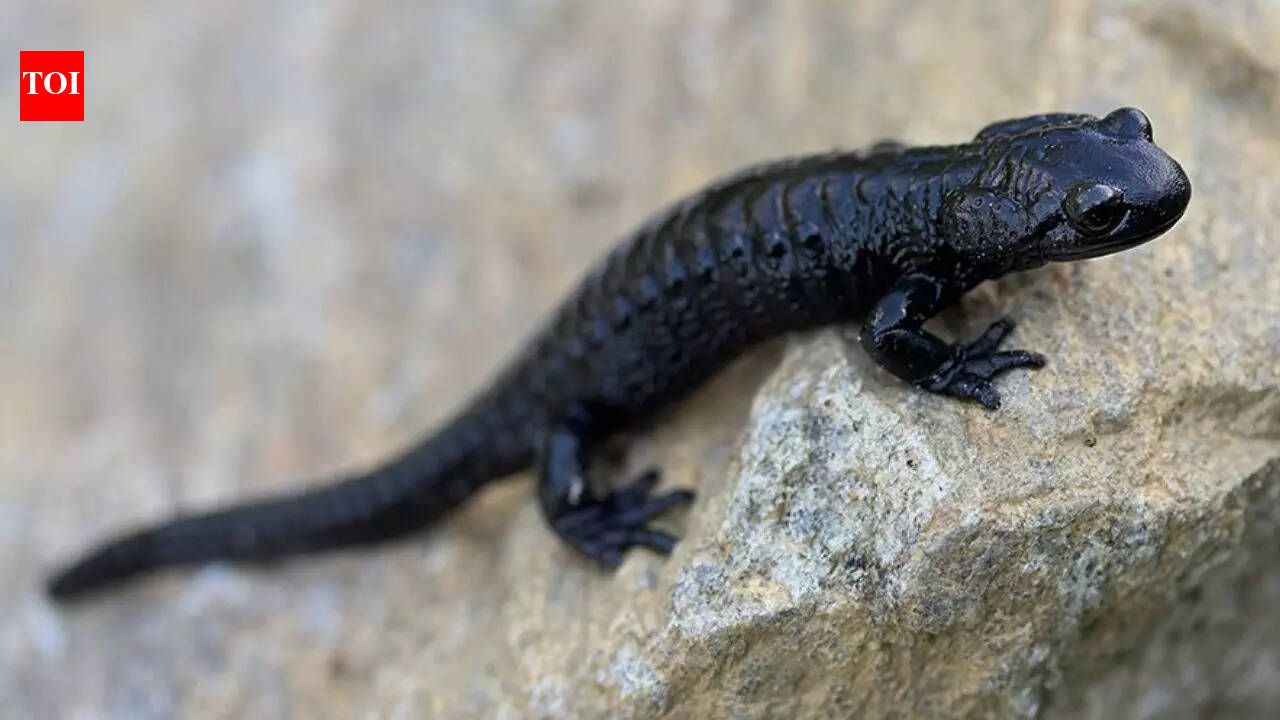 Meet the Alpine Salamander: Nature’s record holder for longest pregnancy