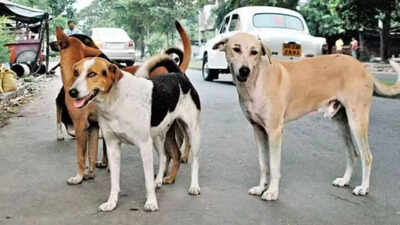 'Building castles in air': Supreme Court rebukes states over failure to enhance stray dog sterilisation capacity