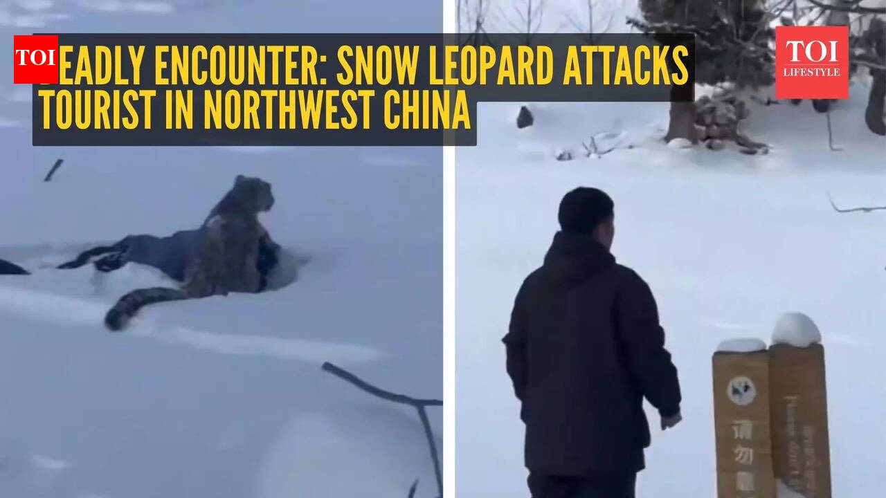 Deadly encounter: Snow leopard attacks tourist in northwest China; footage goes viral
