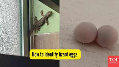 How to identify lizard eggs indoors and get rid of them safely