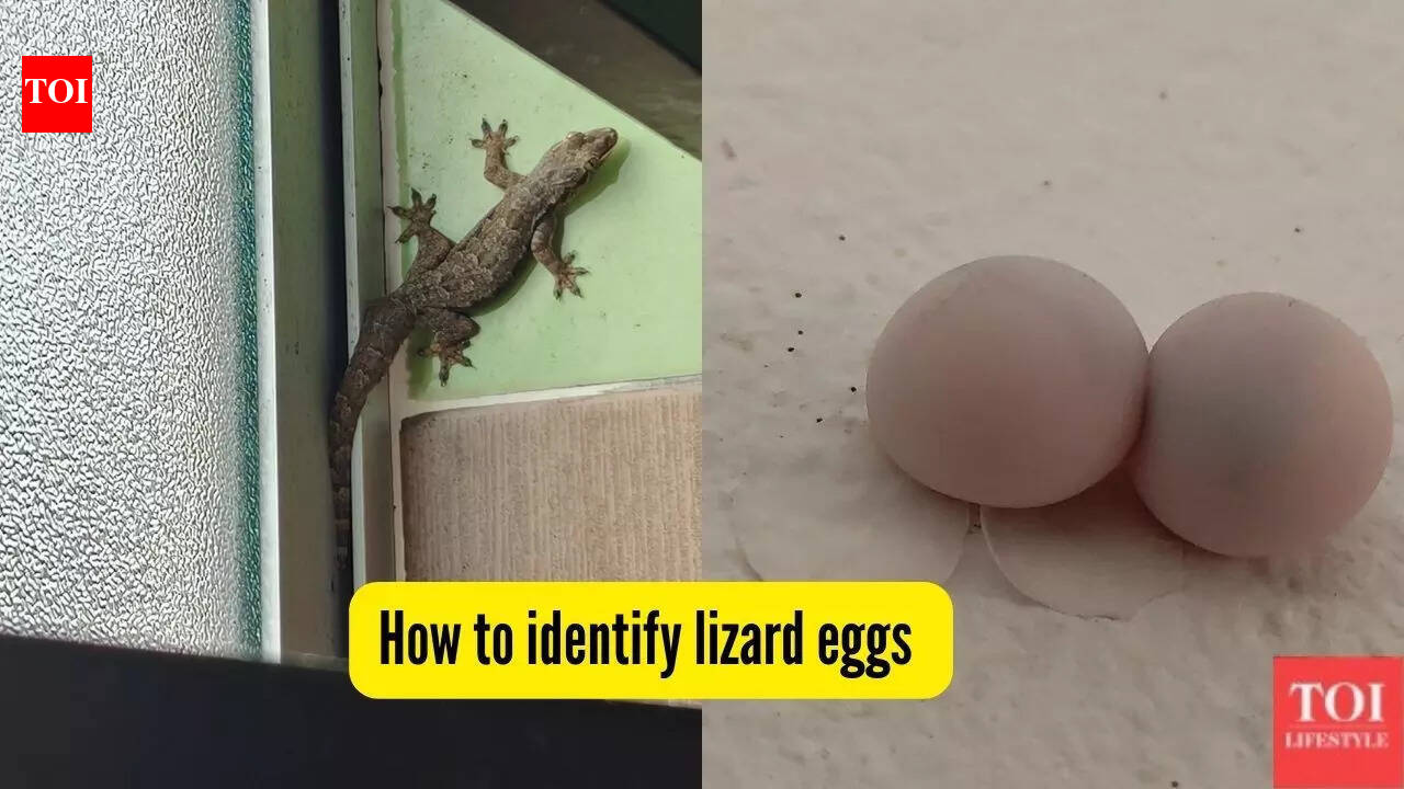 How to identify lizard eggs indoors and get rid of them safely