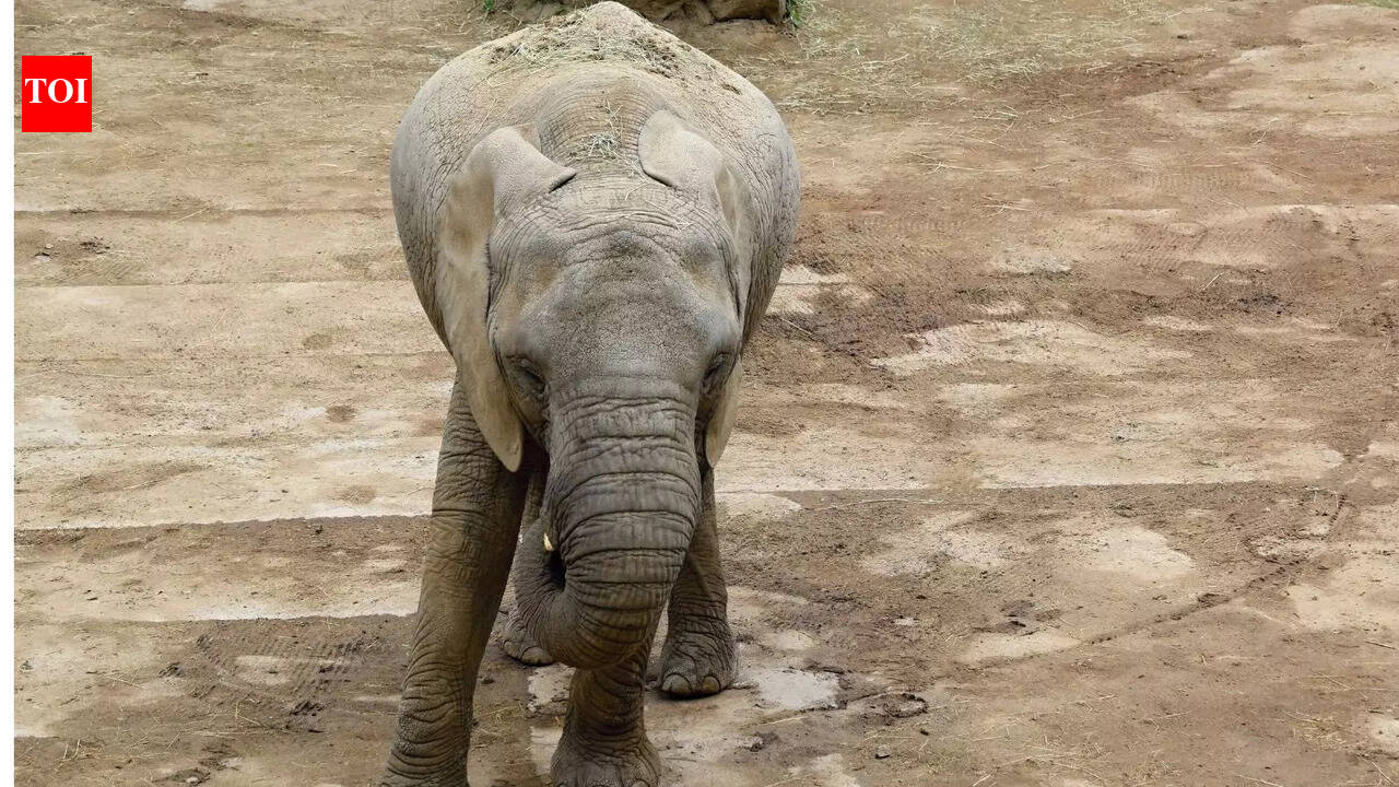 Chhattisgarh elephant calf dies after getting trapped between rocky, hilly terrain