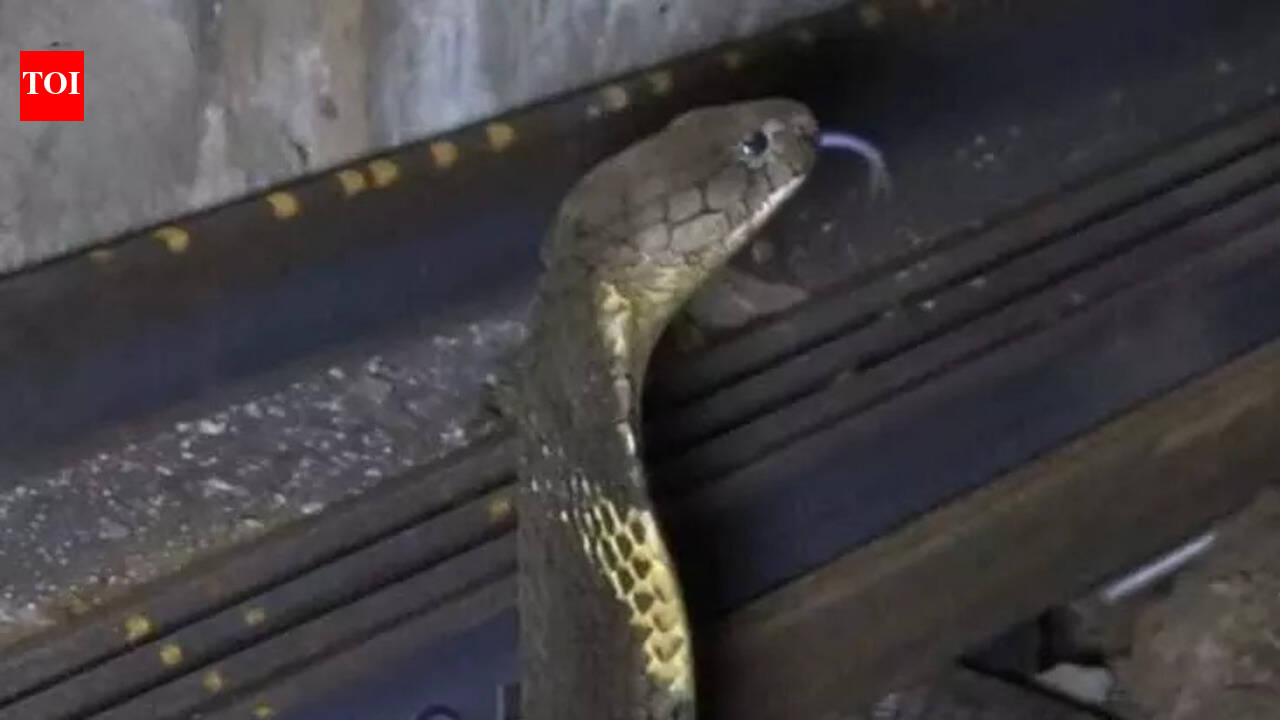 Study maps 47 king cobra locations along Goa’s railway corridors