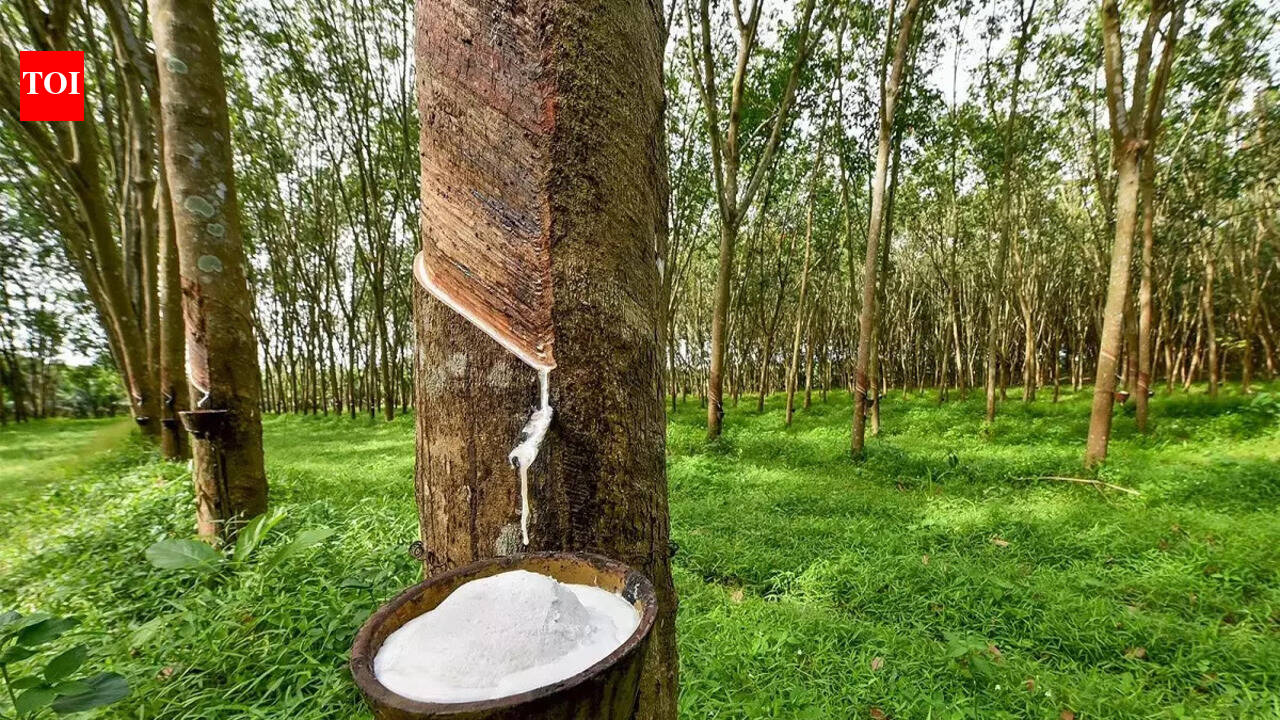 Munger university signs MoU to promote rubber cultivation