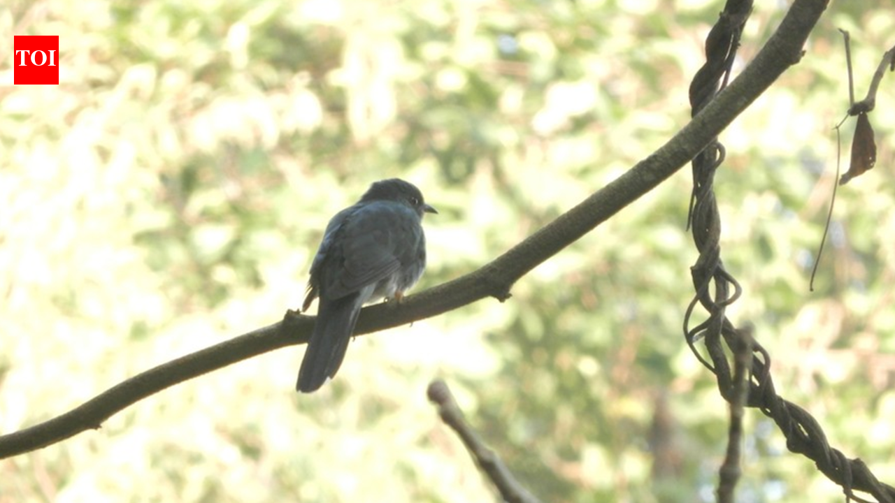 46 species call Toyyar Lake home: Bird survey