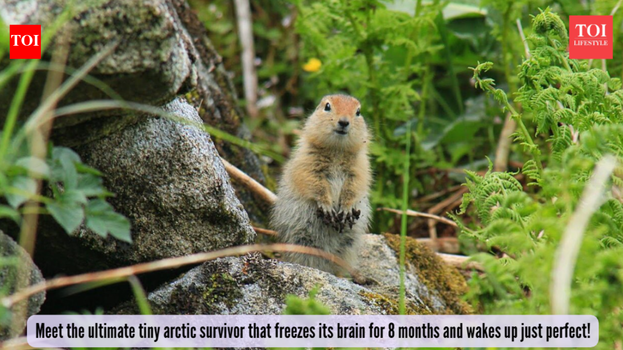 Meet the ultimate tiny arctic survivor that freezes its brain for 8 months and wakes up just perfect!