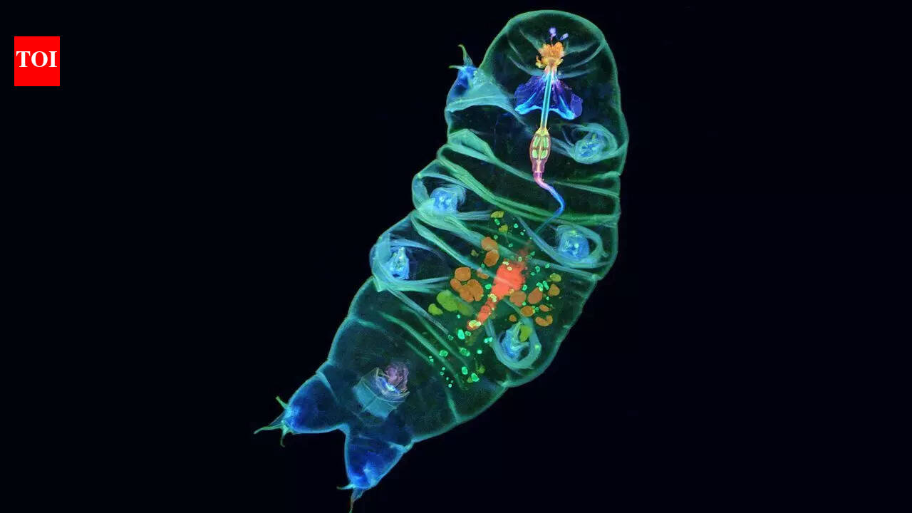 These tiny “water bears” are going to space and scientists think they could change space travel