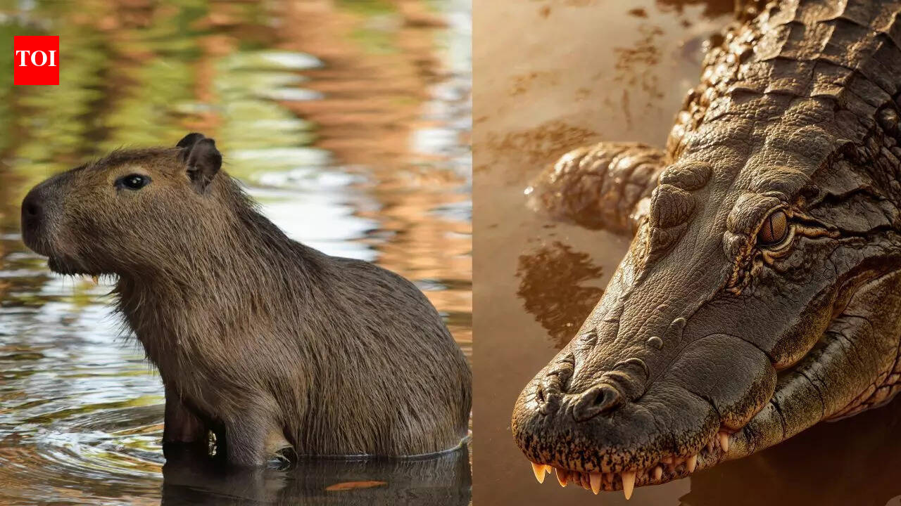 Why crocodiles don’t eat capybaras; the reason will surprise you