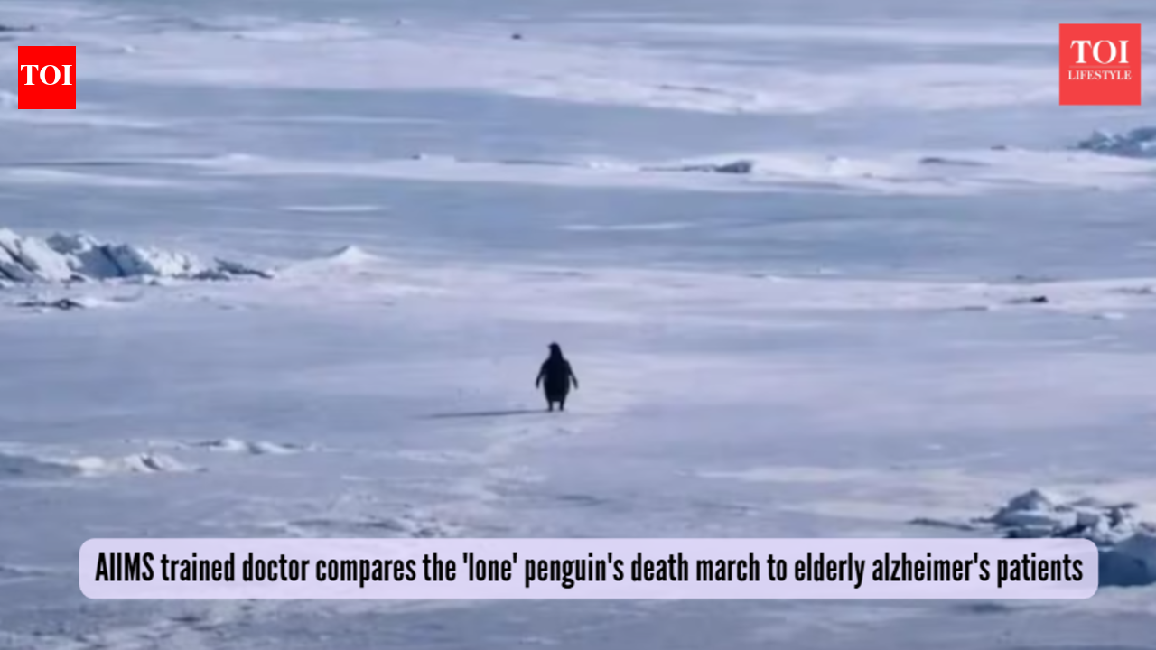 Nihilist Penguin: “Death march” or serious symptoms? AIIMS-trained doctor compares ‘lone penguin’ video to Alzheimer’s behaviour in the elderly