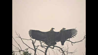 3-day Sundarbans bird survey records 168 species