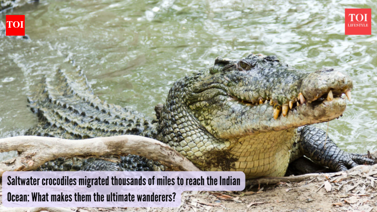 Saltwater crocodiles migrated thousands of miles to reach the Indian Ocean: What makes them the ultimate wanderers?