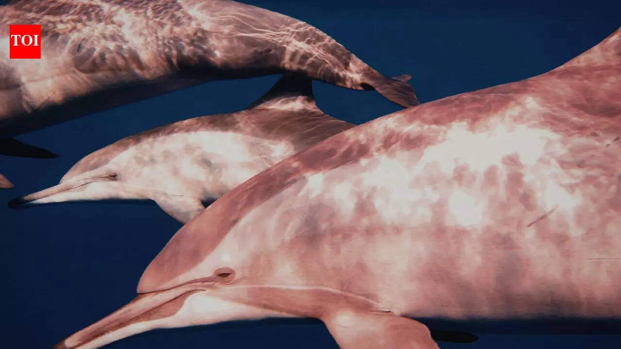 How Do Pink Dolphins Get Their Color