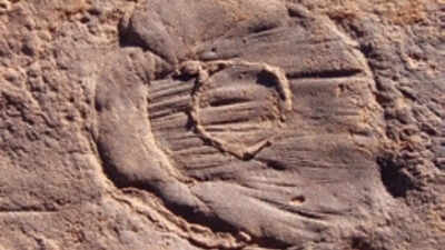 The hidden chemical process that saved 570-million-year-old soft animals in sandstone