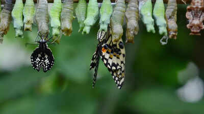 Scientists discover that butterflies remember life lessons from their caterpillar days