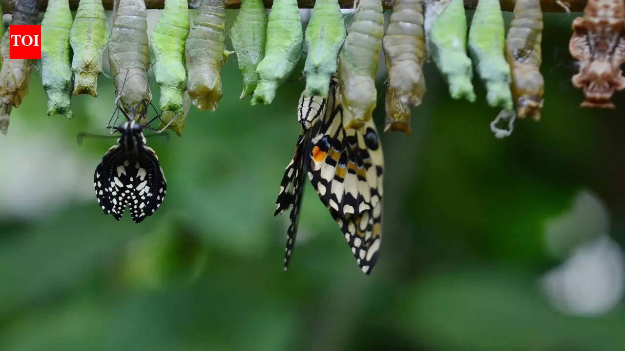 Scientists discover that butterflies remember life lessons from their caterpillar days
