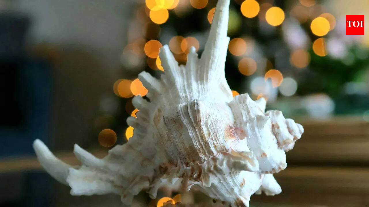 What Does The Conch Shell Represent