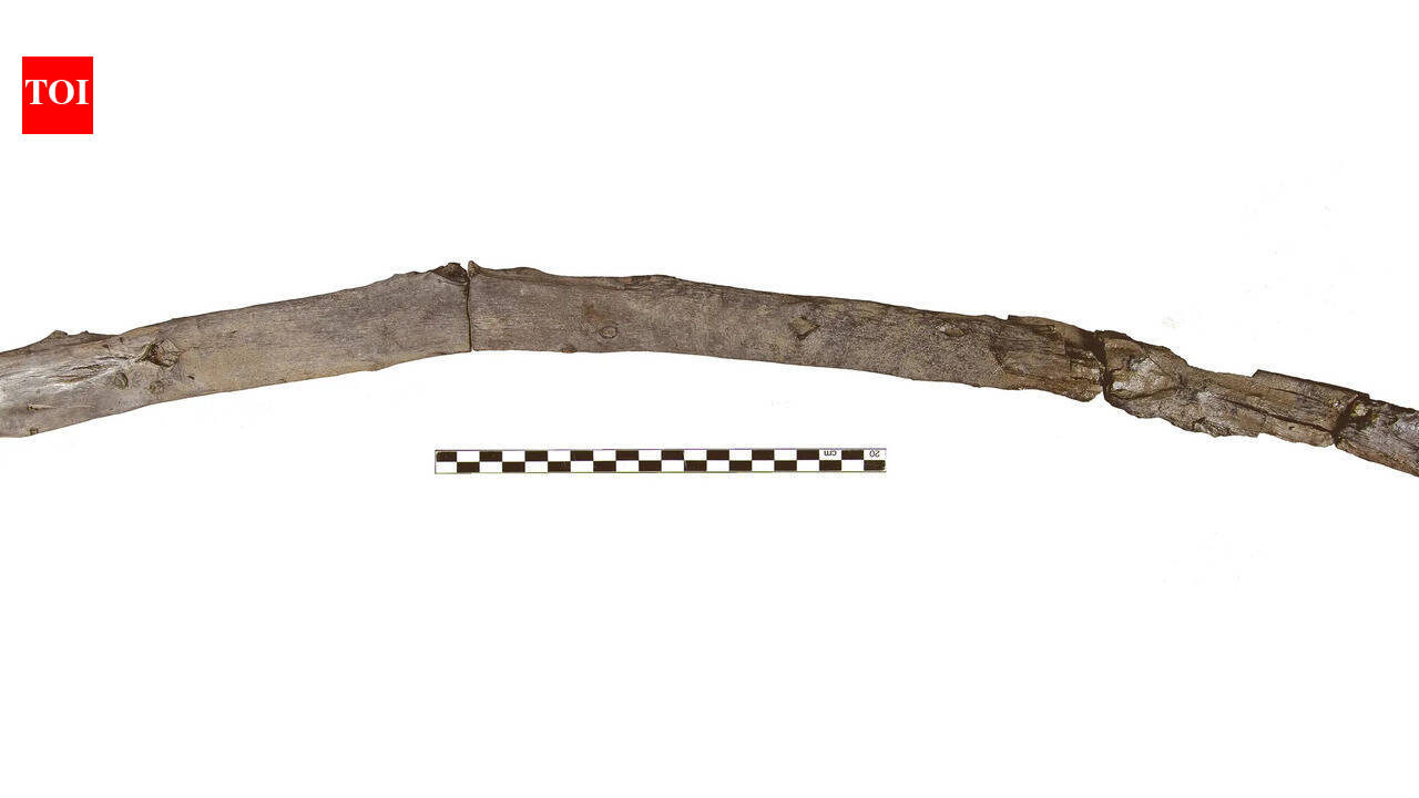 World’s oldest wooden tools found in Greece push early human technology history back