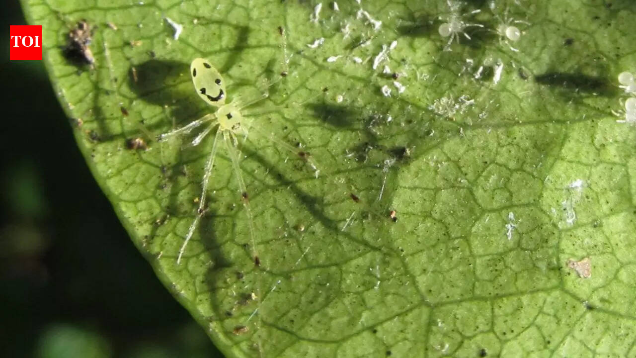 Meet the Hawaiian spider that looks like it’s smiling back at you