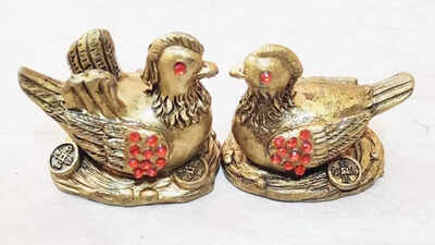 Where to place Mandarin Ducks to attract the right partner