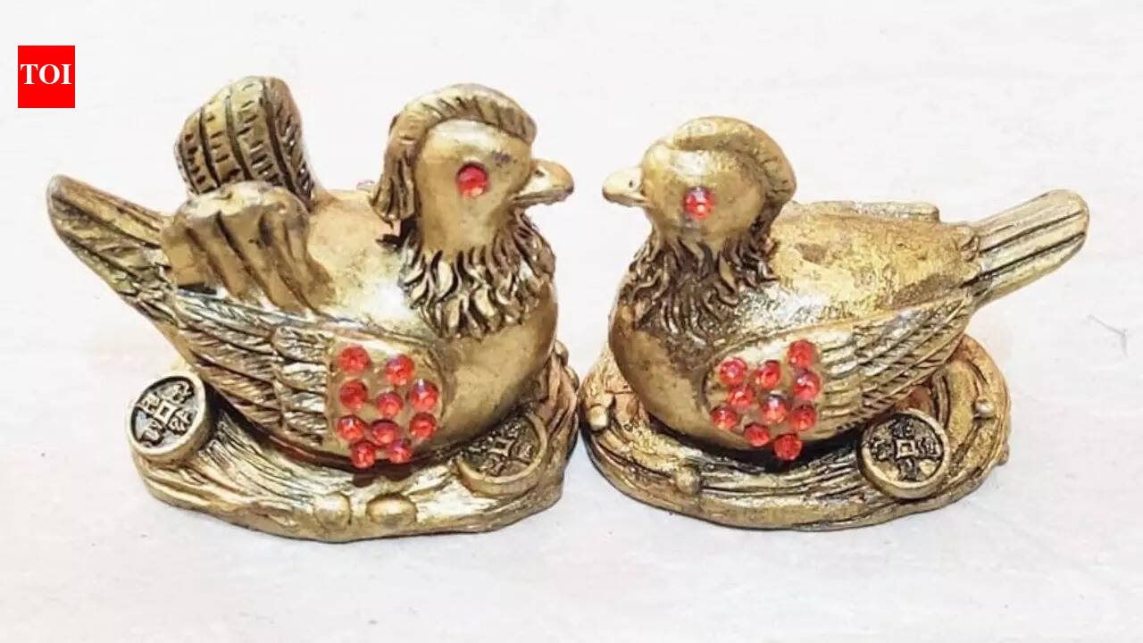 Where to place Mandarin Ducks to attract the right partner