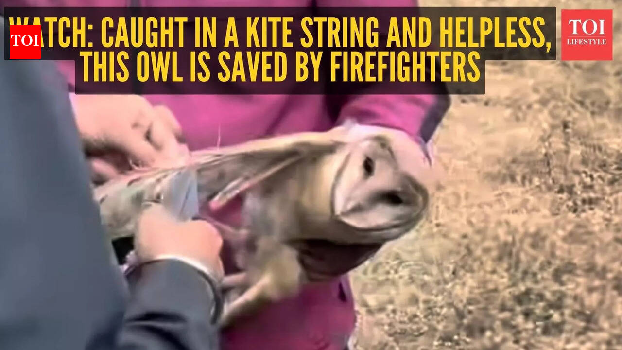 Watch: Caught in a kite string and helpless, this owl is saved by firefighters