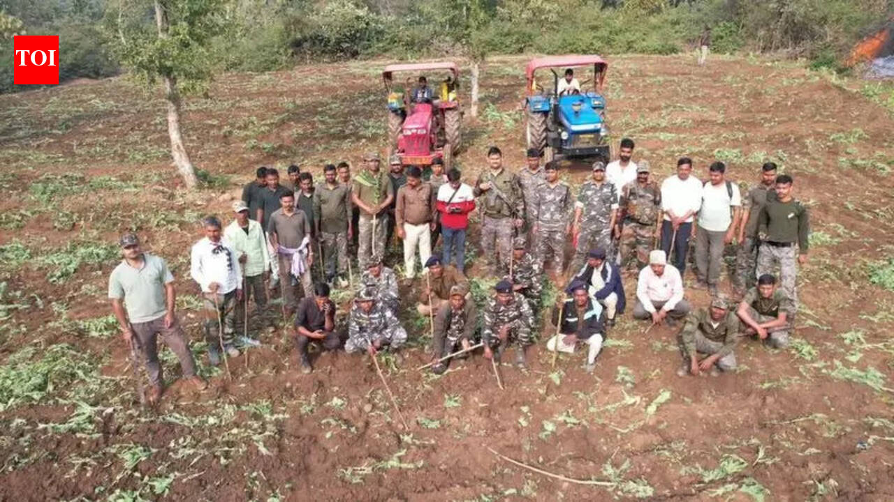 Hazaribagh Police Destroy 100 Acres of Illegal Poppy Cultivation in Chouparan
