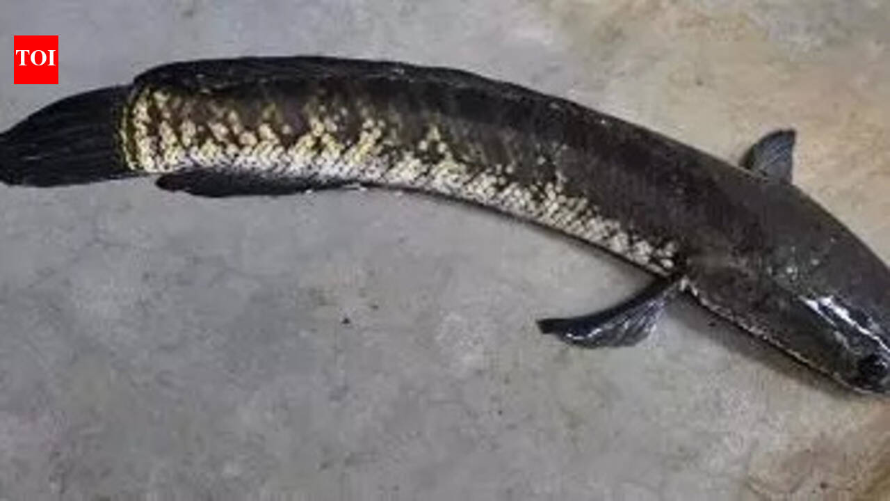Murrel fish prices crash as pond farming expands across AP | Vijayawada ...