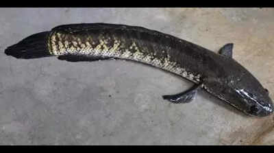 Murrel fish prices crash as pond farming expands across AP | Vijayawada ...