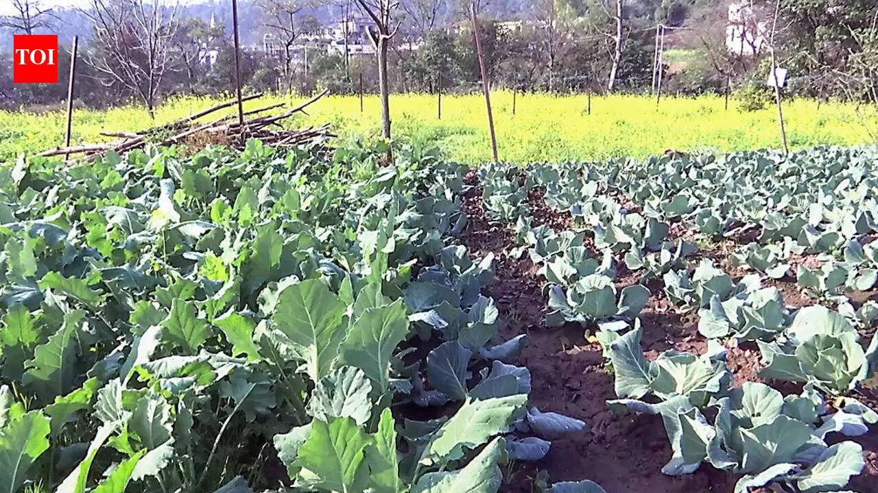 Chatra district rolls out  organic resource centre for livelihood generation