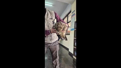 Gadvasu experts daily treat 3-4 birds injured by kite strings