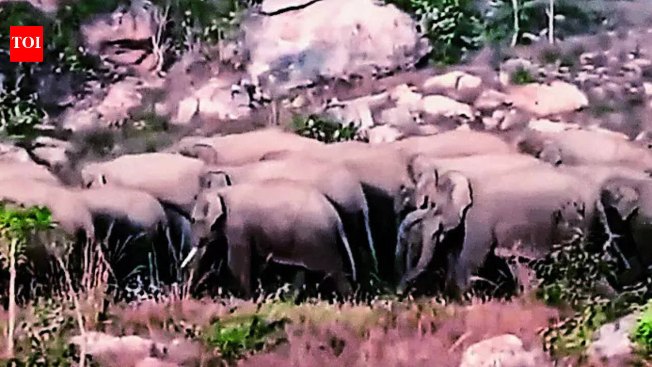 Jumbo herd damages bikes in Garhwa