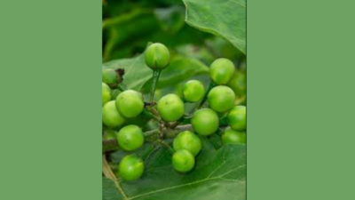 Sundakkai turns sweet for Krishnagiri farmers