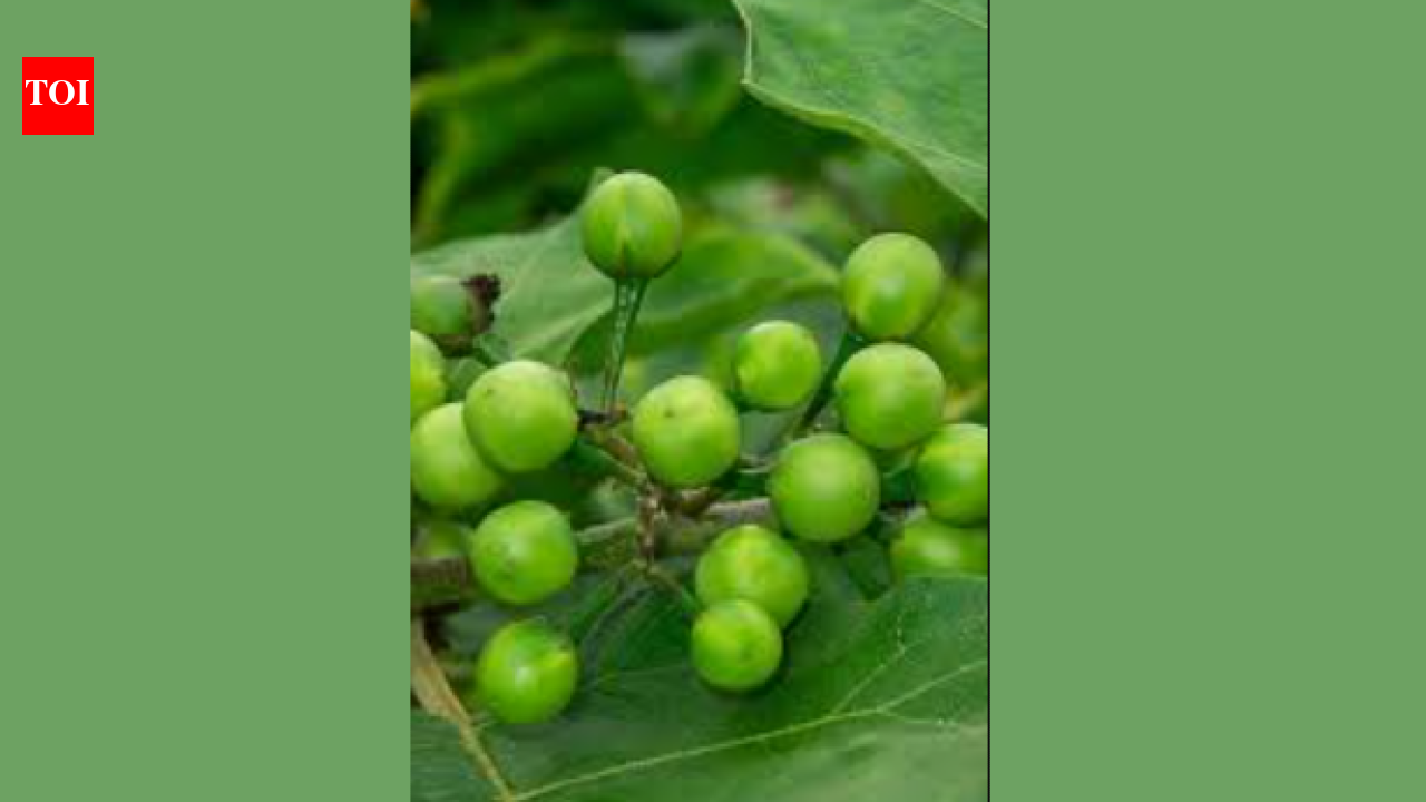 Sundakkai turns sweet for Krishnagiri farmers