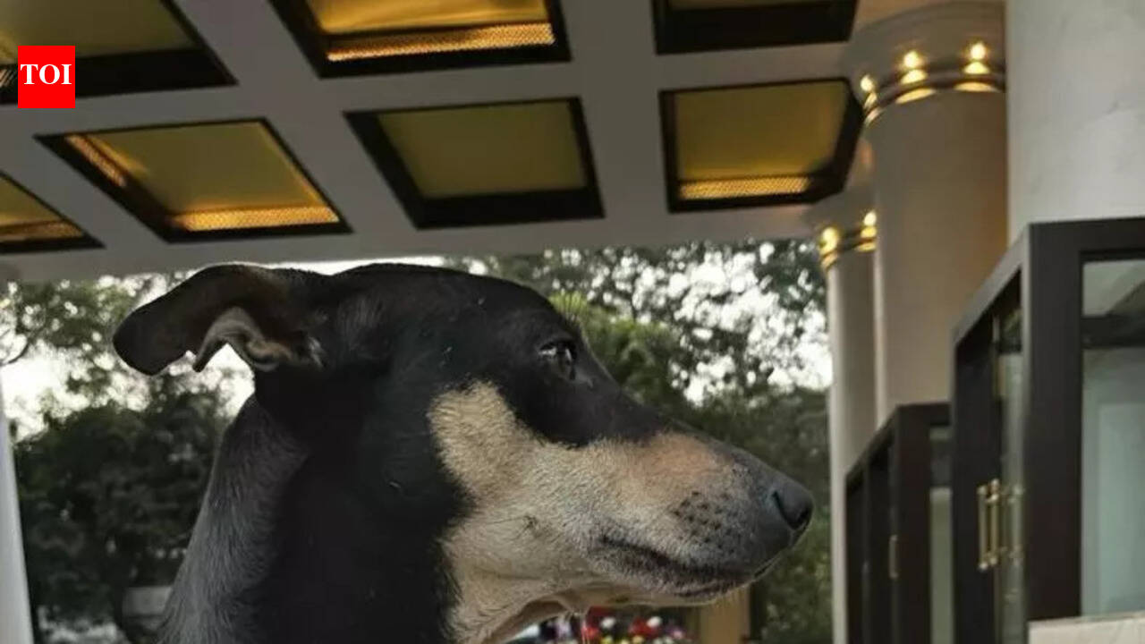 Meet Thumki, Kolkata’s five-star furry friend