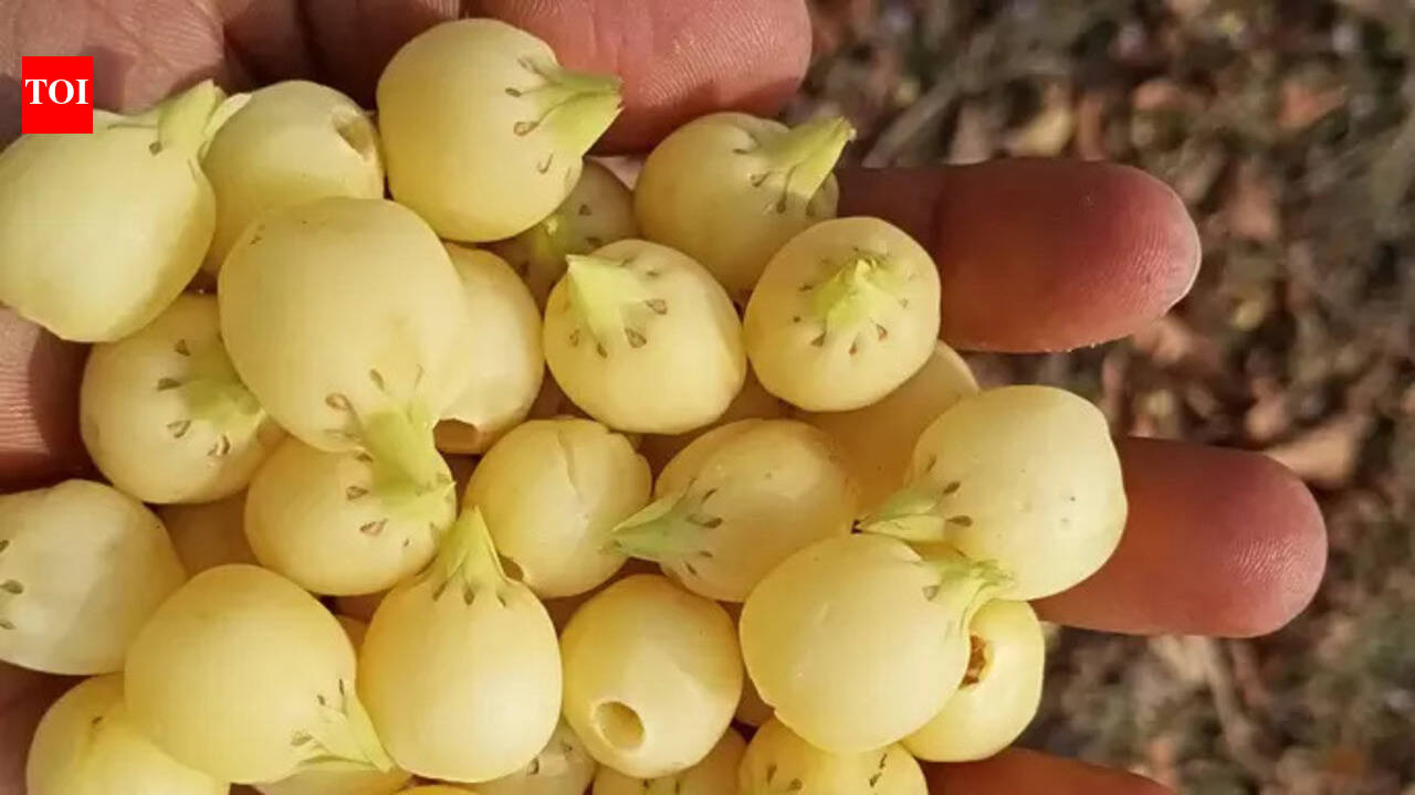 Mahua flowers: The tribal blossom sweetening forest cuisine