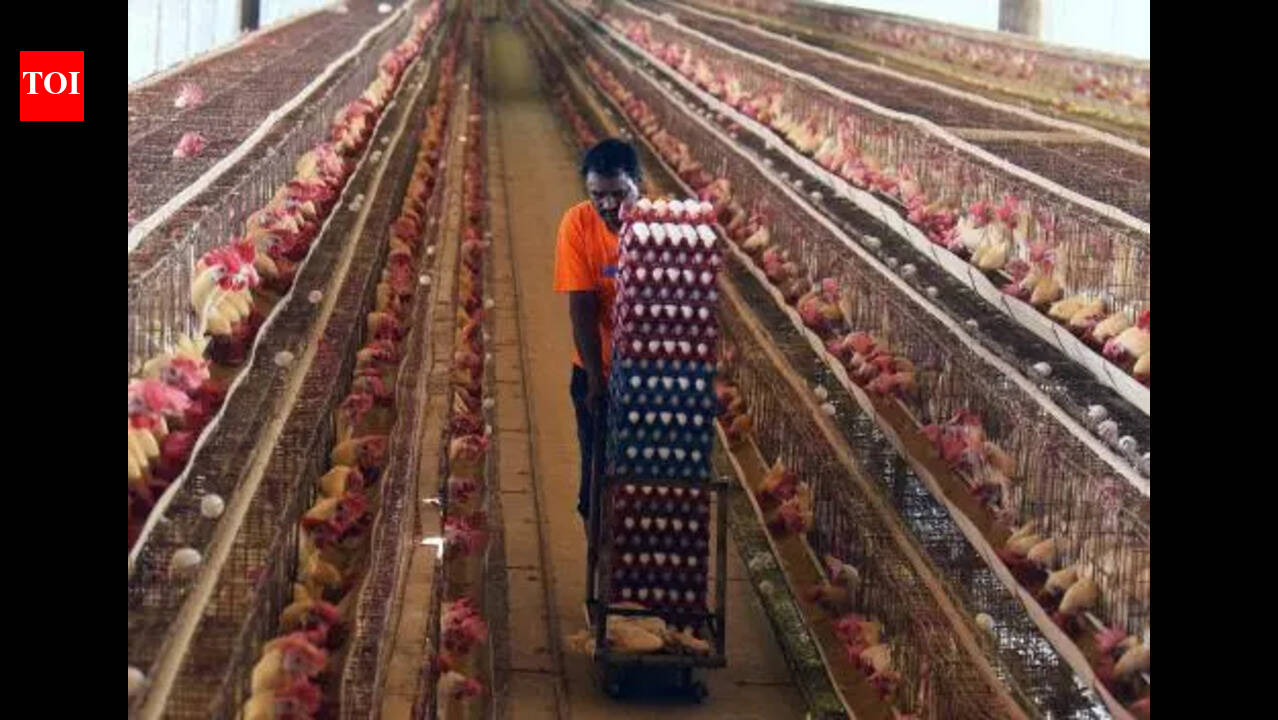 Egg, chicken prices slump 20-30% in Andhra Pradesh