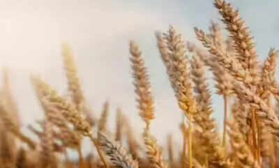 Govt likely to consider allowing export of wheat