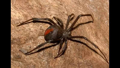 Rare jumping spider spotted in Assam, the first in India