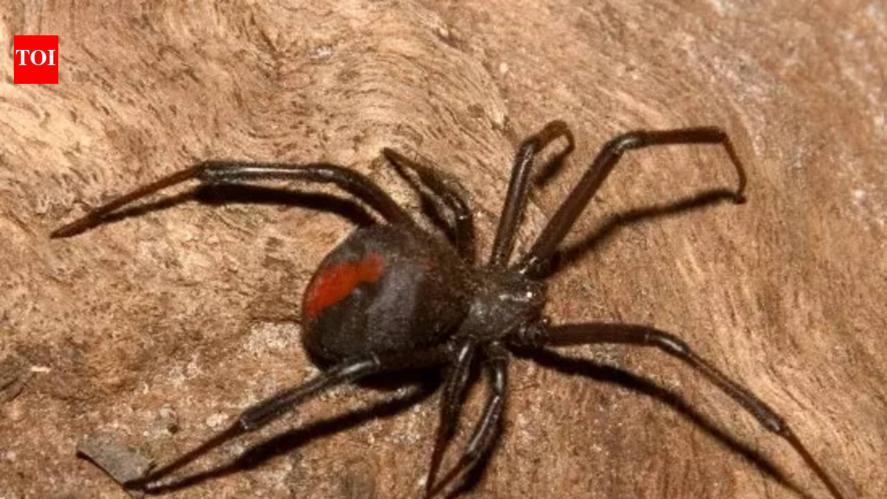 Rare jumping spider spotted in Assam, the first in India