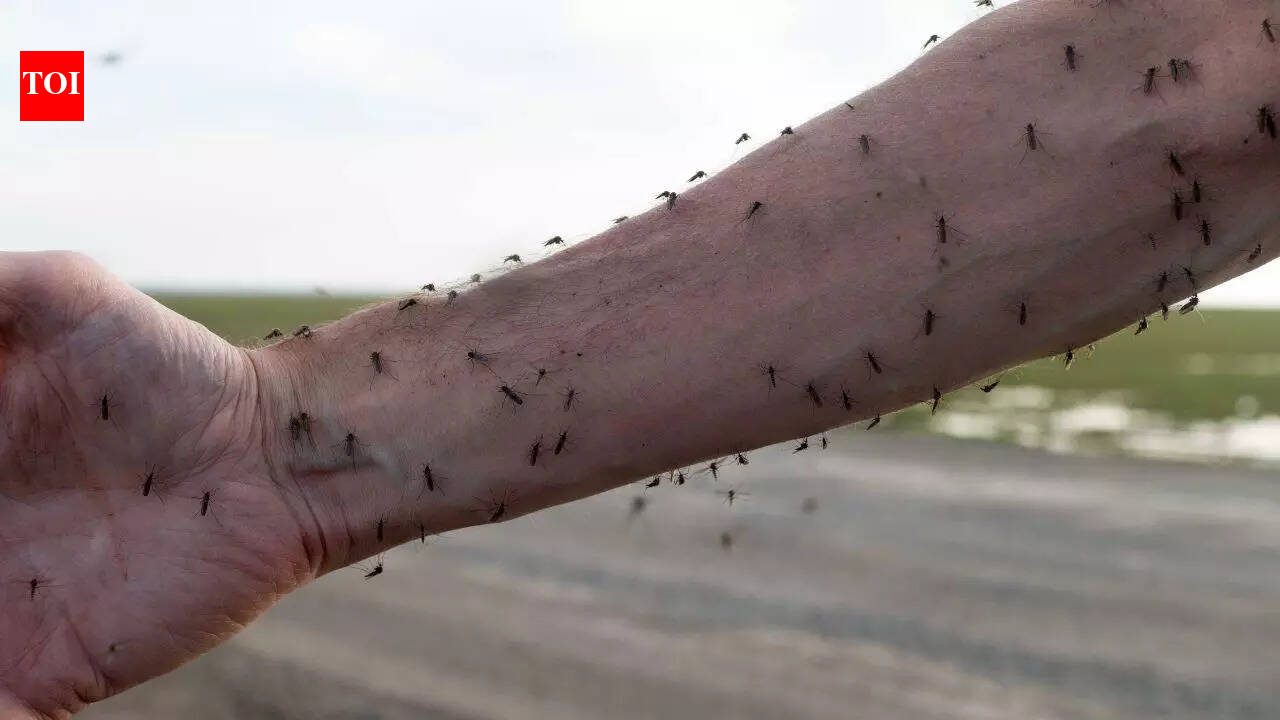Mosquitoes now prefer to feed on humans instead of wildlife: Study finds shocking reasons behind the shift - The Times of India