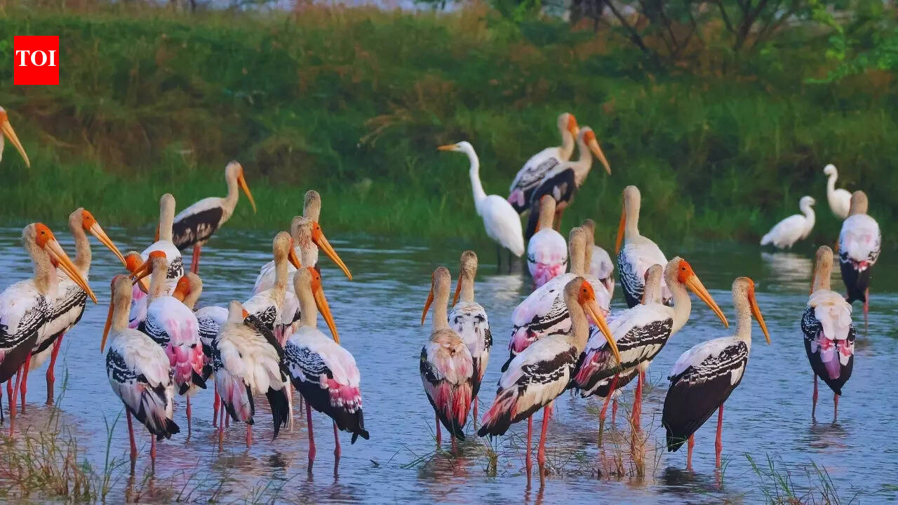 India gets 2 new Ramsar sites; PM Modi praises conservation efforts — what it means