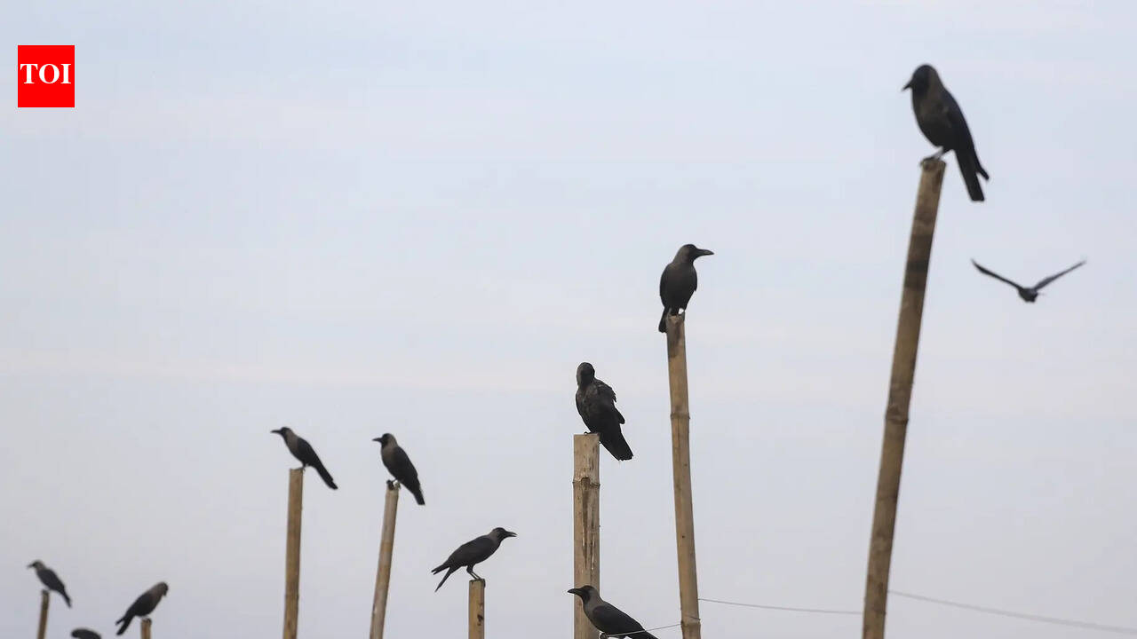Dead crows found in Darbhanga test positive for bird flu virus
