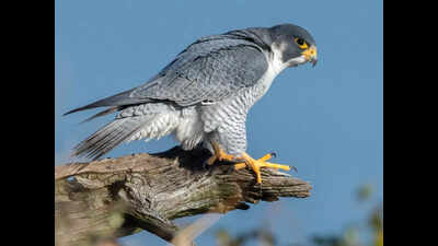 'Cheetah of sky', Peregrine falcon sighted in Udanti Sitanadi tiger reserve
