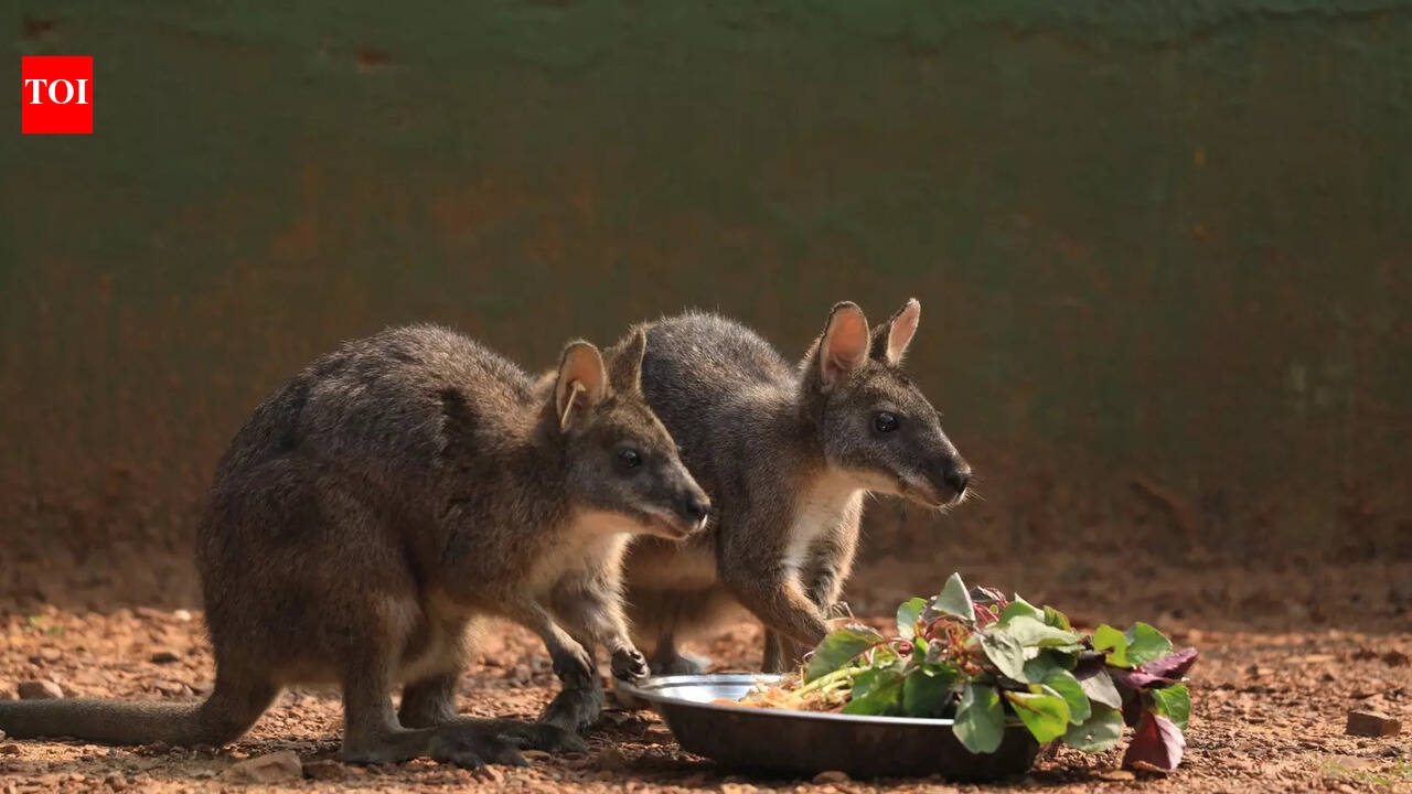 In a first, Parma wallaby gives birth at Nandankanan