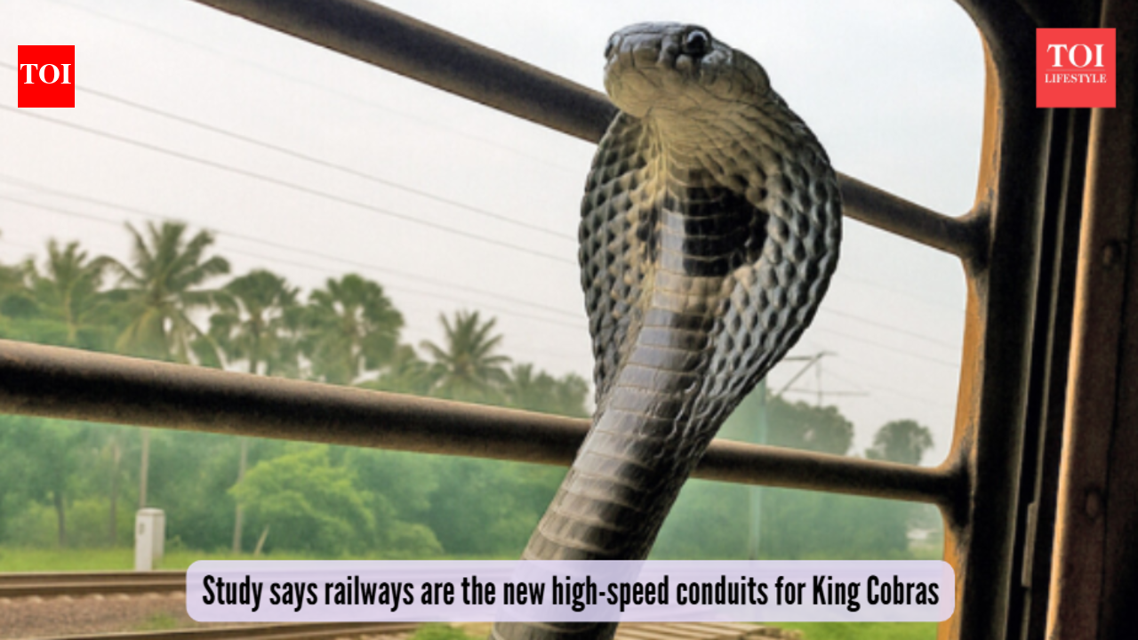 King Cobras taking the express? Study says railways are the new high-speed conduits for these deadly reptiles