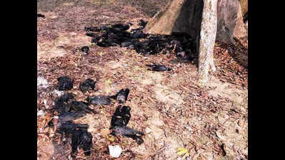 Bird flu virus detected in wild crows in Naugachia