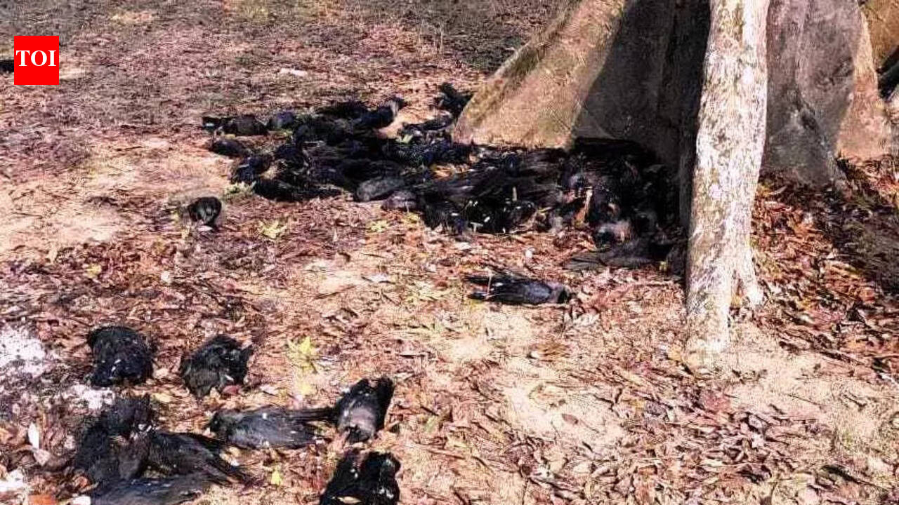 Bird flu virus detected in wild crows in Naugachia