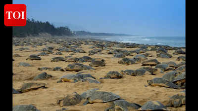 Union Budget: Odisha's Olive Ridley turtle trails to boost eco-tourism