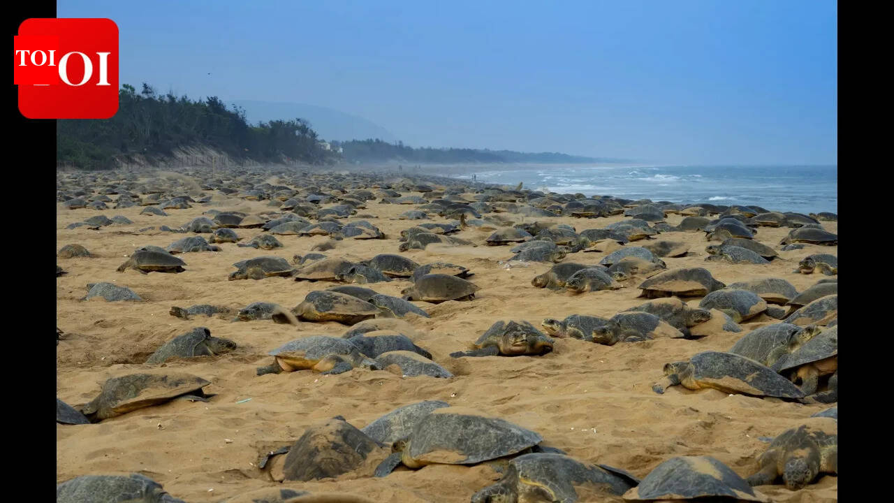 Union Budget: Odisha's Olive Ridley turtle trails to boost eco-tourism