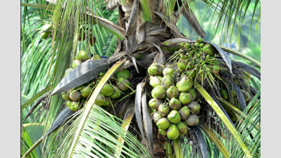 Cheer for coconut, cashew farmers, but concerns persist